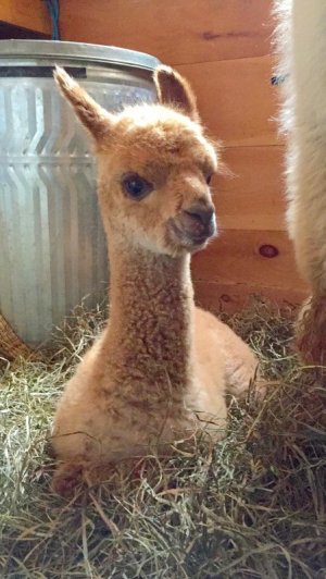 Alpaca sponsorship in memory of Orion alpaca death neonatal clinic