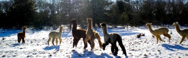 Island Alpaca Company on Martha's Vineyard