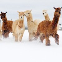 Island Alpaca Photograph Alpaca in snow image