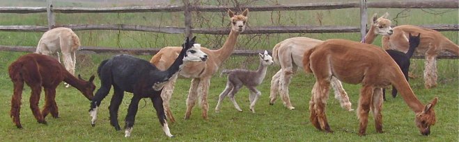 Island Alpaca Company on Martha's Vineyard