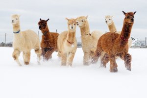 Island Alpaca Photograph Alpaca in snow image